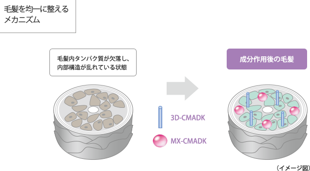 インメトリィシャンプー画像