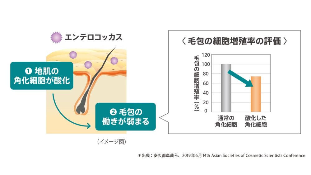 フォルティスシャンプー画像