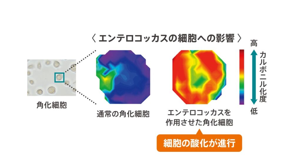 フォルティスシャンプー画像