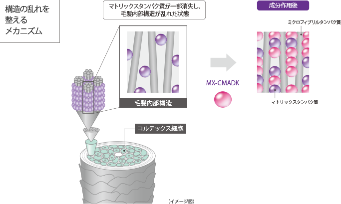 ディオーラムシャンプー画像