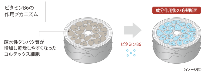 タイムサージシャンプー画像